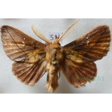 Euthrix potatoria (Linnaeus, 1758) male Barczatka napójka Czech51k